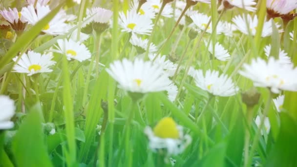 Camomilas blancas en un campo verde — Vídeos de Stock