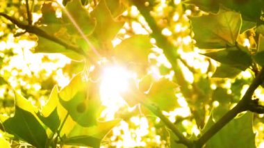 Parlak Yeşil Ağaç Güneş Işığında Parlıyor