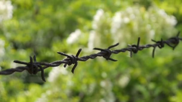 Barbed Wire Fence Against Grass — Stock Video