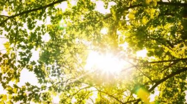 Işıklar ağaçtan süzülüyor.