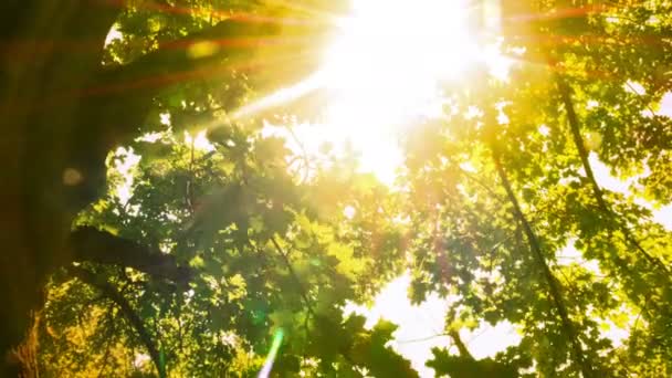 Ярко-зеленые листья деревьев блестят на солнце — стоковое видео