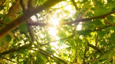 Ağaca ulaşan ışık huzmeleri