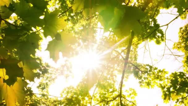 Rayos de luz brillan a través del árbol — Vídeos de Stock