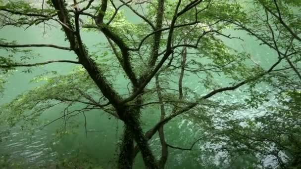 Bomen reflectie in meer in natuurpark — Stockvideo
