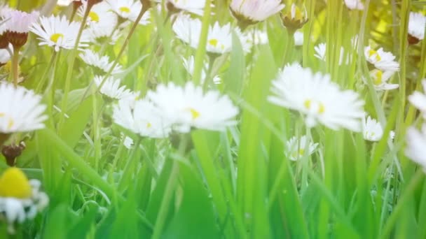 Camomilas blancas en un campo verde — Vídeos de Stock