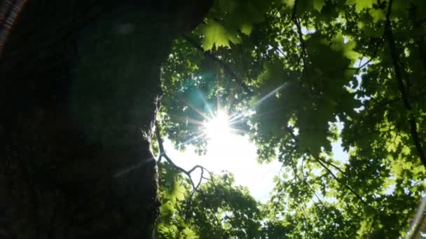 Raios de luz brilham através da árvore — Vídeo de Stock