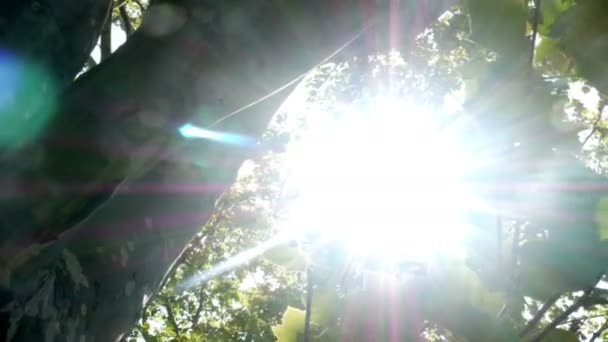 Raios de luz brilham através da árvore — Vídeo de Stock