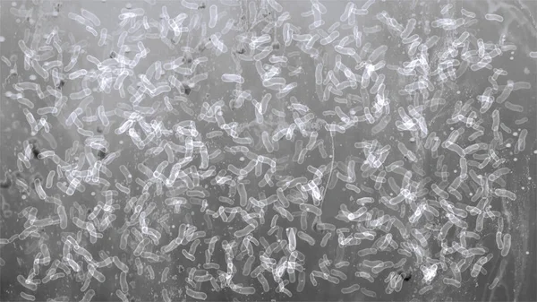 Muchas Bacterias Bajo Microscopio — Foto de Stock