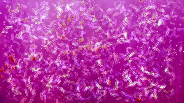 Многие Бактерии Микроскопом — стоковое фото