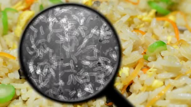 Búsqueda de bacterias en el arroz — Vídeos de Stock