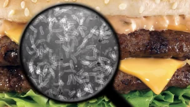 Searching for bacteria in burger — Stock Video