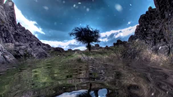 在水中倒映在孤独的树上打滚 — 图库视频影像