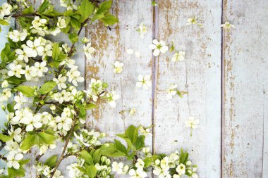 Tahta arka planda güzel bahar çiçekleri
