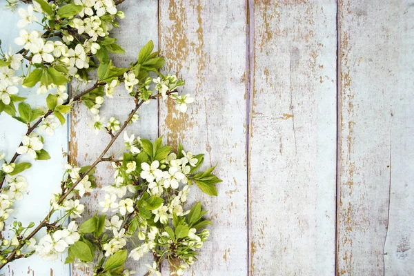 木の背景に美しい春の花 ロイヤリティフリーのストック画像