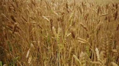 Altın buğday alan panorama, kırsal kırsal