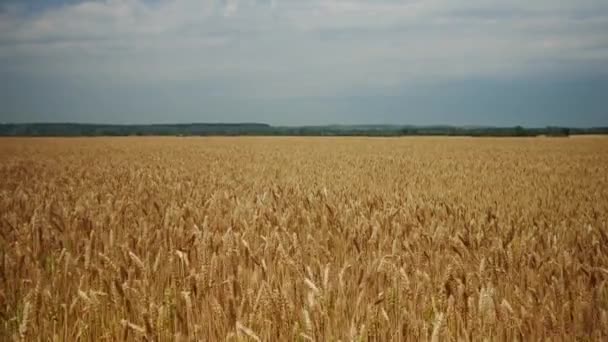 Altın Buğday Alan Panorama Kırsal Kırsal — Stok video