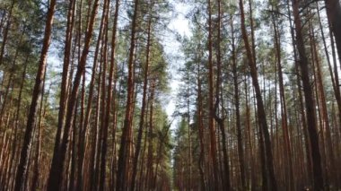 Güzel doğa, uzun ağaç gövdeleri ile bozulmamış orman
