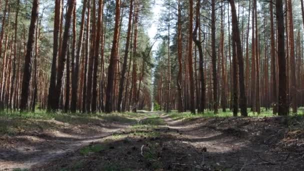 Vacker Natur Orörd Skog Med Långa Trädstammar — Stockvideo