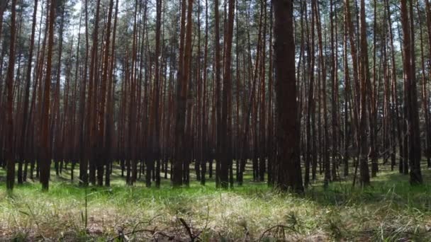 Schöne Natur Unberührter Wald Mit Langen Baumstämmen — Stockvideo