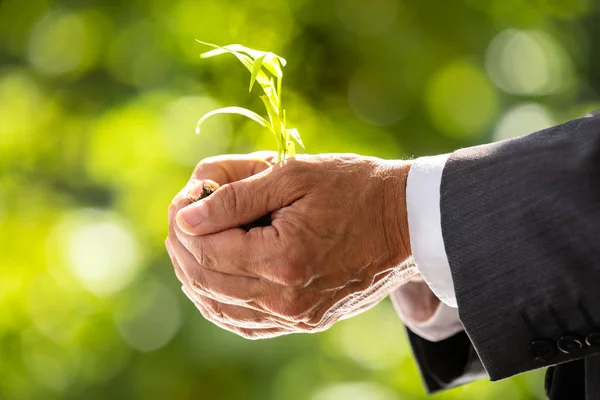 土と植物を持っているビジネスマンの手のクローズ アップ — ストック写真