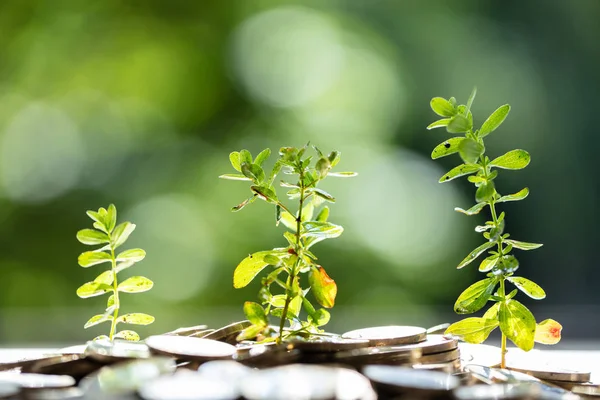 Close Fresh Green Plants Growing Saving Coins — Stok Foto