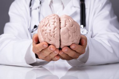 Doktor insan beyni modeli holding beyaz elbise
