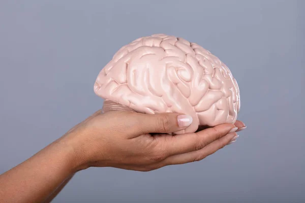 人的手持有人的大脑模型反对灰色背景 — 图库照片