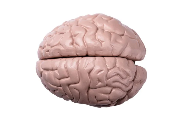 Elevated View Plastic Model Human Brain White Background — Stock Photo, Image