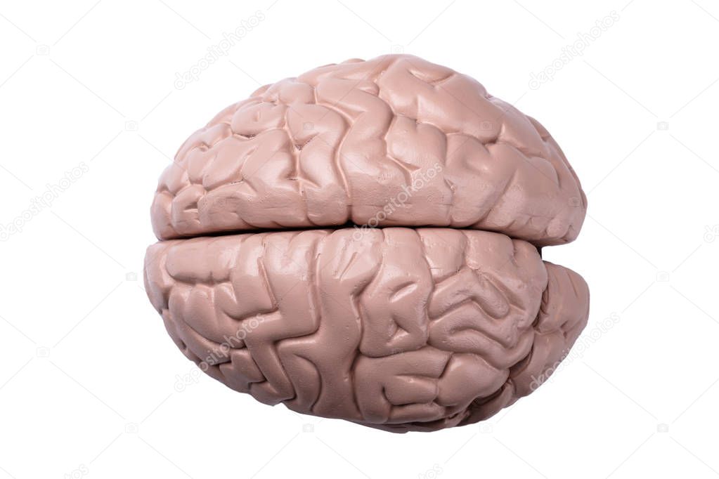 Elevated View Of Plastic Model Of Human Brain Over White Background