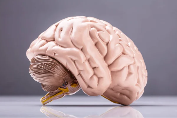 Modelo Artificial Cérebro Humano Fundo Cinzento — Fotografia de Stock