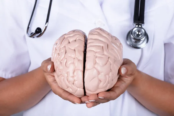 Крупним Планом Рука Лікаря Тримає Модель Людського Мозку — стокове фото