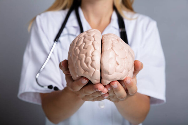 Крупный план модели мозга доктора, держащего за руку человеческий мозг
