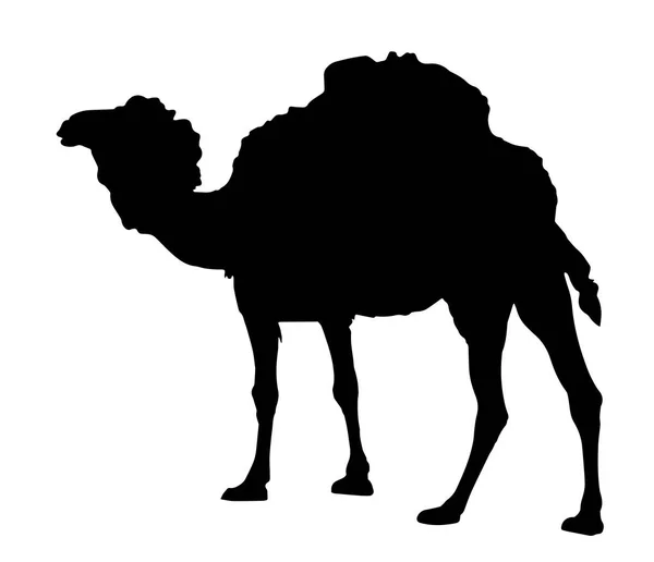 Vector Silhouette Camel Standing White Background — Stock Vector