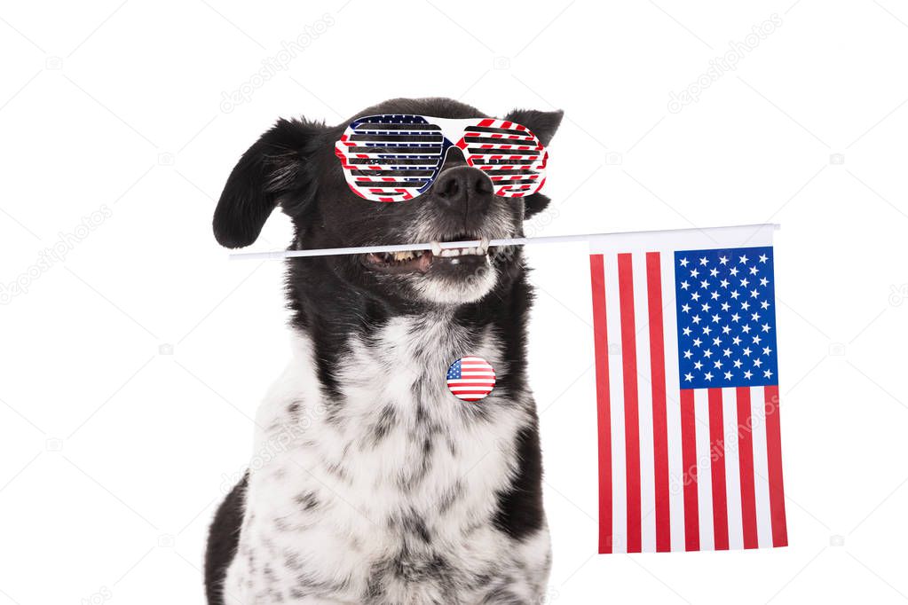 Portrait Of A Dog Holding American Flag In His Mouth Over White Background