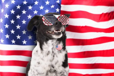 Güneş gözlüğü ve Amerikan bayrağı önünde rozeti takmış bir köpek portresi