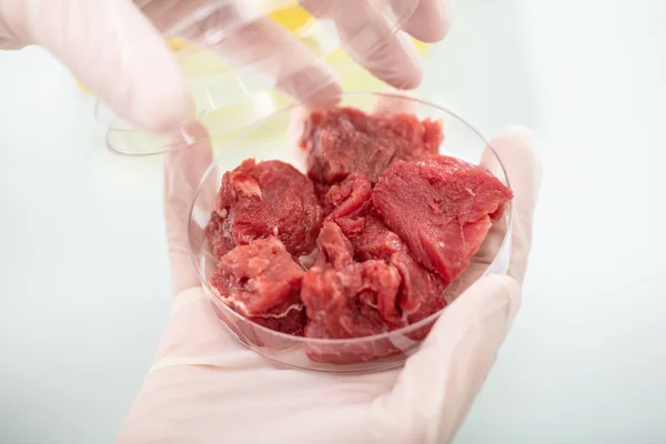 Close Scientist Hands Holding Petri Dish Meat Sample — 스톡 사진