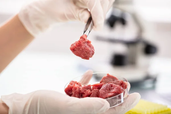 Primer Plano Del Investigador Que Inspecciona Muestra Carne Laboratorio — Foto de Stock
