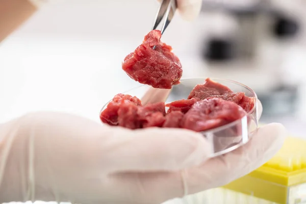 Húsmintát Vizsgáló Kutató Közeli Felvétele Laboratóriumban — Stock Fotó