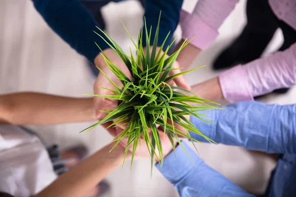 Grupo Empresários Mãos Segurando Planta Envasada Verde — Fotografia de Stock