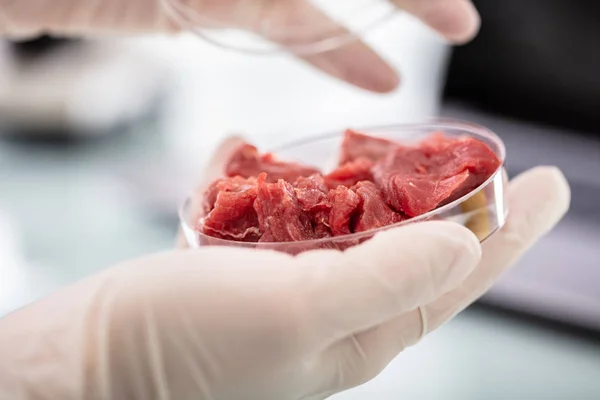 Close Mãos Cientistas Segurando Petri Prato Com Amostra Carne — Fotografia de Stock