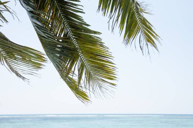 Yeşil Hindistan Cevizi Palmiye Ağacı Gökyüzüne Karşı Yaprakları