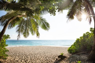 Anse Intendance Beach Üzerinde Palmiye Ağaçları, Mahe Adası, Seyşeller