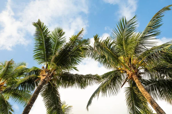塞舌尔马埃岛安塞伊德坦斯海滩棕榈树的低角度景观 — 图库照片