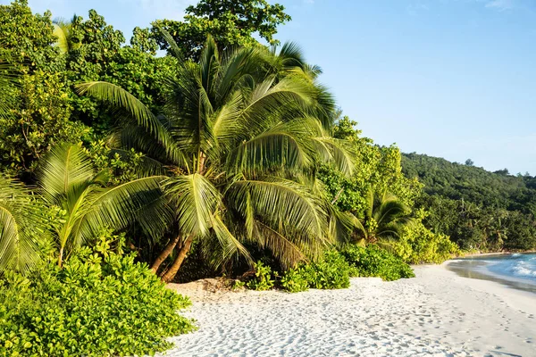 椰子树拜拉扎尔海滩 马埃岛 塞舌尔 — 图库照片