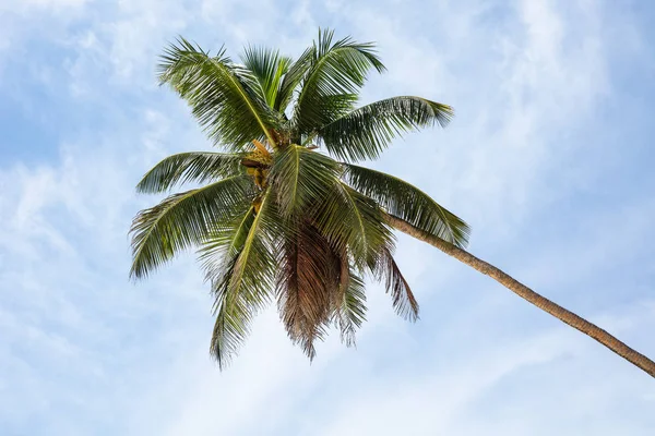 Vista Ángulo Bajo Palmera Coco Verde Contra Cielo — Foto de Stock