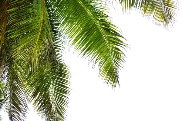 绿棕榈叶的特写 在白色上隔离的树木 — 图库照片