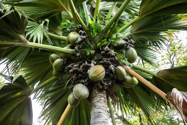 Low Angle View Of Coco de Mer - Sea Coconut On Palm Tree