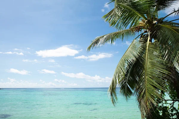 Groene Bomen Bij Anse Royale Beach Mahé Seychellen — Stockfoto