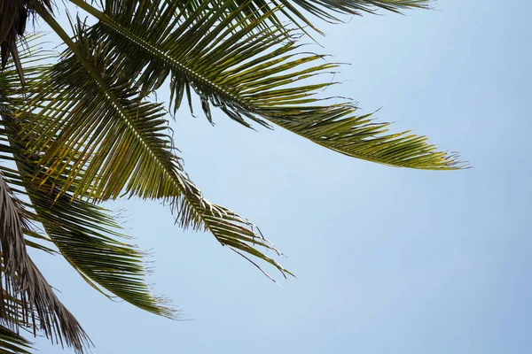 Palmera Coco Verde Deja Contra Cielo — Foto de Stock