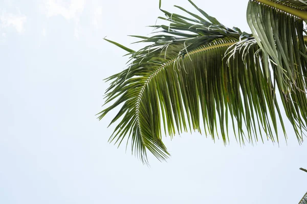 绿色椰子棕榈树叶对天空 — 图库照片